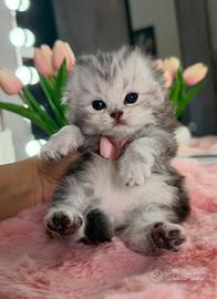 Gattina Scottish/Highland Blue Silver (Femmina)