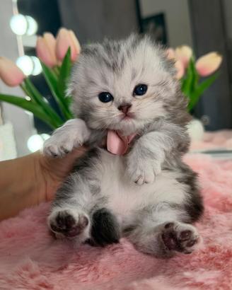 Gattina Scottish/Highland Blue Silver (Femmina)