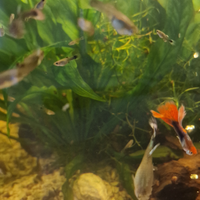 Guppy & Endler puri