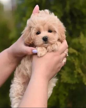 Maltipoo toy