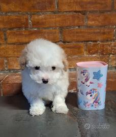 Cucciola di maltipoo