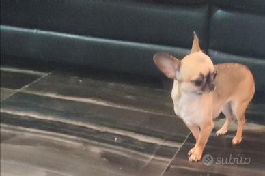 Khy chihuahua mini Toy