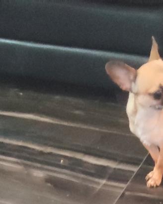 Khy chihuahua mini Toy