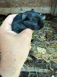 Cuccioli di porcellini d'india e cuccioloni