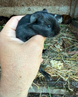 Cuccioli di porcellini d'india e cuccioloni