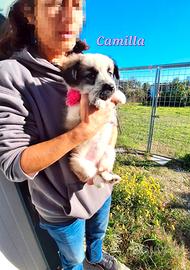 Camilla cucciola adorabile aspetta una famiglia.