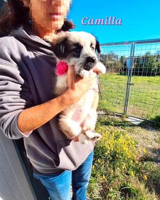 Camilla cucciola adorabile aspetta una famiglia.