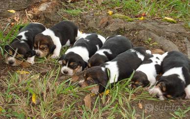 Cuccioli Beagle dolcissimi