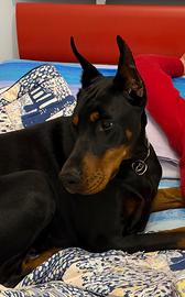 Dobermann femmina 18 mesi