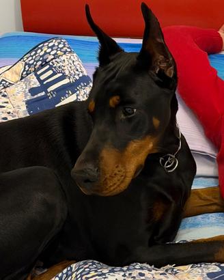 Dobermann femmina 18 mesi