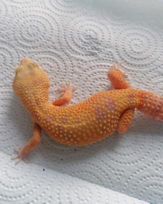 Eublepharis macularius