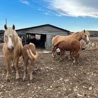 Puledri Haflinger