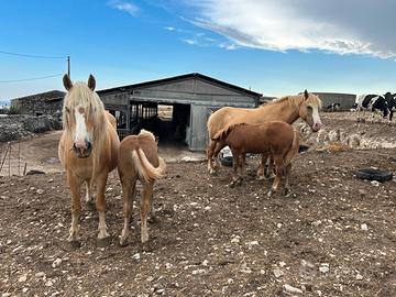 Puledri Haflinger