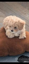 Maltipoo meravigliose due femminucce