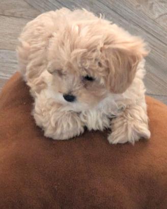 Maltipoo meravigliose due femminucce