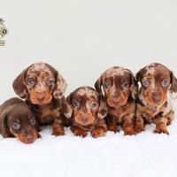 Strepitosi Bassotti Kaninchen