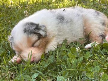 Australian Shepherd cuccioli