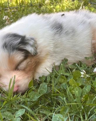 Australian Shepherd cuccioli