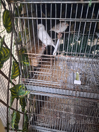 Canarina biana recessiva occhi rossi 2024