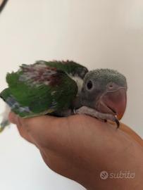 Grande alessandrino baby