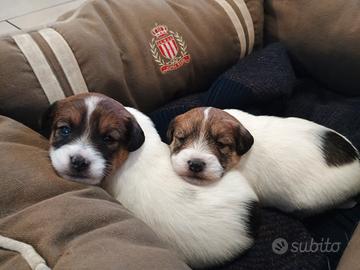 Cuccioli maschi di Jack Russell
