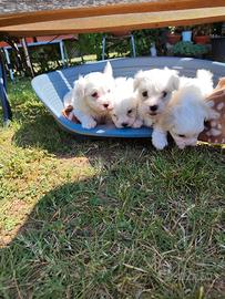Cuccioli maltese Toy