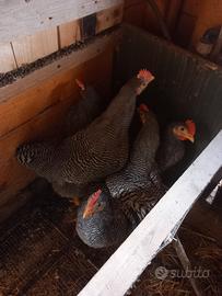 Galletti amrock,pura razza