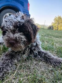 Lagotto romagnolo