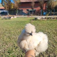 Pulcinotti di moroseta silkie e frizzle