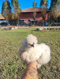 Pulcinotti di moroseta silkie e frizzle