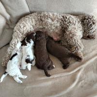 Cuccioli Lagotto R. disponibili in prov. Gorizia