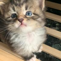 Gattine Siberiane con pedigree Genova