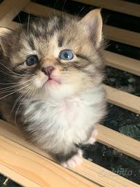 Gattine Siberiane con pedigree Genova