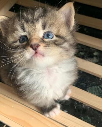 Gattine Siberiane con pedigree Genova