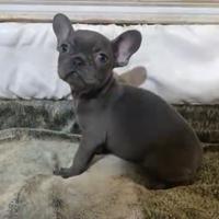 Bulldog francese