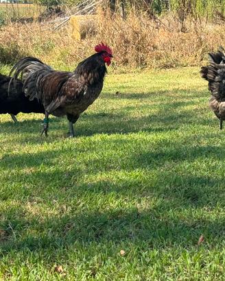 Galline Australorp
