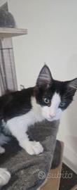 cucciola di Maine Coon  3 mesi 