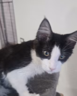 cucciola di Maine Coon  3 mesi 