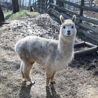 Alpaca maschi bianchi