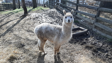 Alpaca maschi bianchi