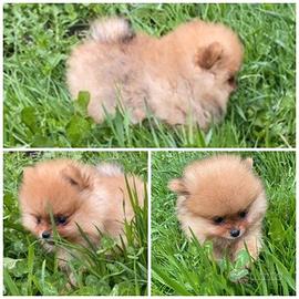 Cucciolata spitz pomerania