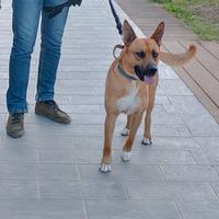 Incrocio malinois Amstaff