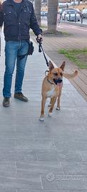 Incrocio malinois Amstaff