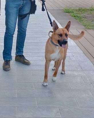 Incrocio malinois Amstaff