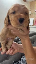 Cuccioli cocker spaniel