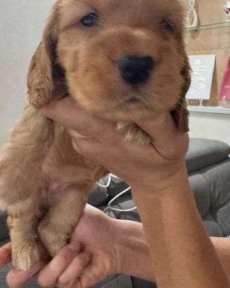 Cuccioli cocker spaniel