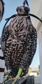 Rapace disponibile Girpellegrino