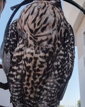 Rapace disponibile Girpellegrino