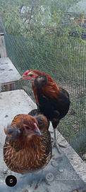 Coppia Araucana selvatico oro 5 mesi