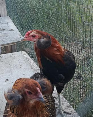 Coppia Araucana selvatico oro 5 mesi